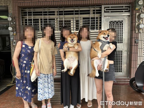 ▲出生就分開！7歲柴犬滑臉書重逢「同胎妹妹」　同款瓦斯桶身材萌翻。（圖／粉專「小橘orange」提供）