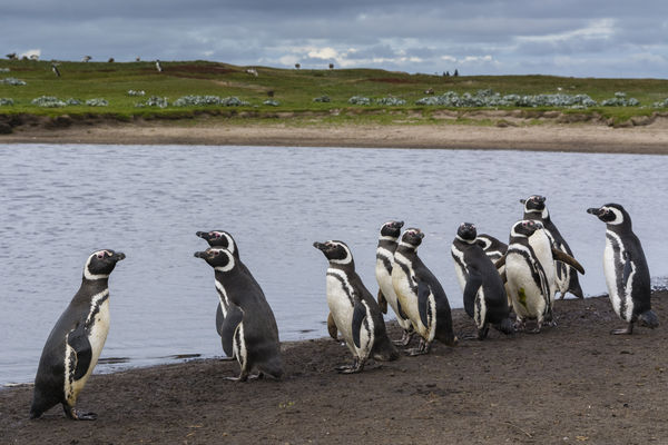 ▲▼麥格倫企鵝(Magellanic Penguin)。（圖／達志影像／美聯社）