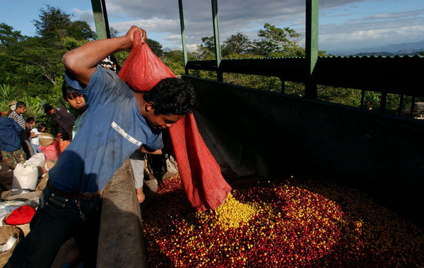 ▲▼尼加拉瓜咖啡豆。（圖／達志影像／美聯社）