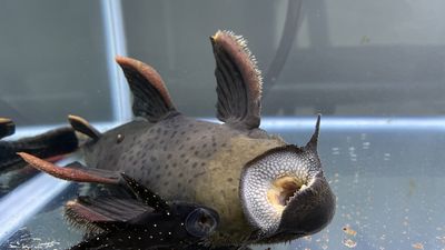 鯰魚躺魚缸翻肚「張大嘴＋魚鰭懸空」　飼主驚：熱昏了？