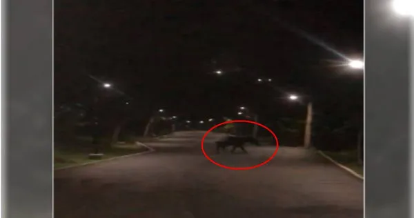 新加坡網友貼出馬來貘的照片及影片，從影片中可看見，一隻體型有如「大豬」的野生馬來貘在路上行走，而後牠似乎為了避開後方人類，就往旁邊的草叢走去。（圖／翻攝Singapore Wildlife Sightings ／MC Wai）