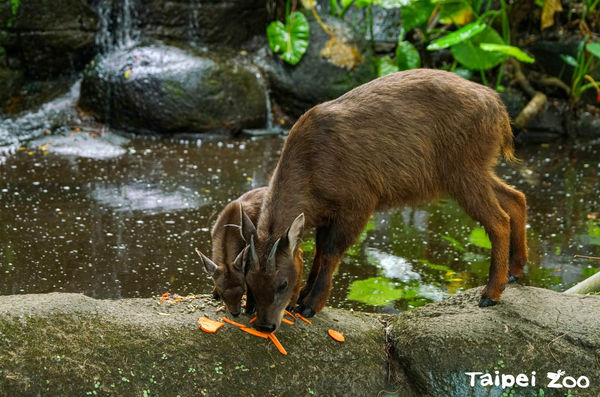 ▲野山羊薇薇跟薇寶。（圖／臺北市立動物園提供）