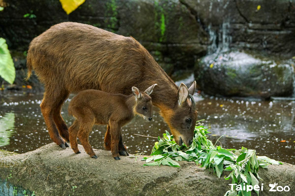 ▲野山羊薇薇跟薇寶。（圖／臺北市立動物園提供）