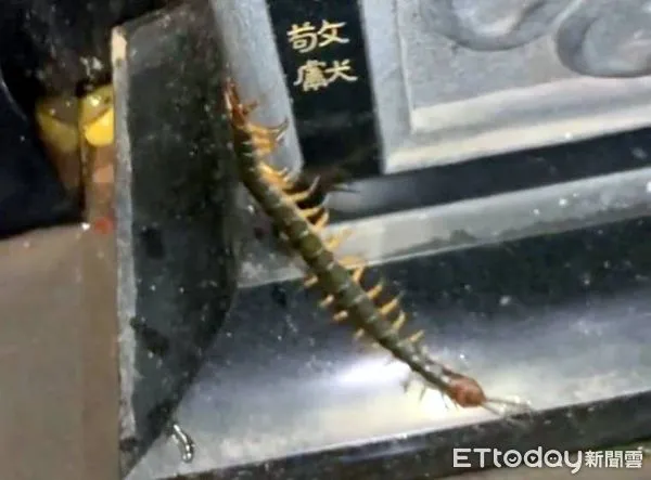 ▲南投受天宮傳出有巨大蜈蚣出沒。（圖／李長生提供）