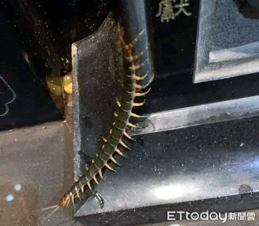 ▲南投受天宮傳出有巨大蜈蚣出沒。（圖／李長生提供）