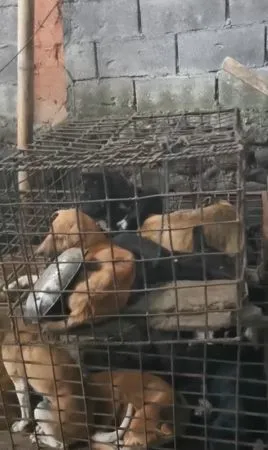 ▲印尼托莫洪極限市場禁售狗肉。（圖／翻攝自Humane Society International）