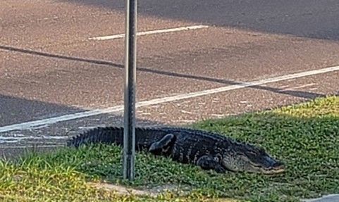▲ 美國佛羅里達州有一隻鱷魚在公車站牌納涼、等公車。（圖／翻攝自推特）