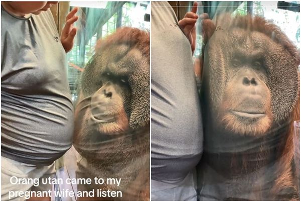 ▲▼新加坡動物園被拍到溫馨一幕，名為查理（Charlie）的蘇門答臘猩猩把耳朵貼在玻璃上，像是在聆聽孕婦肚子裡的寶寶心跳聲。（圖／翻攝自Tiktok@ihsahnmohd）