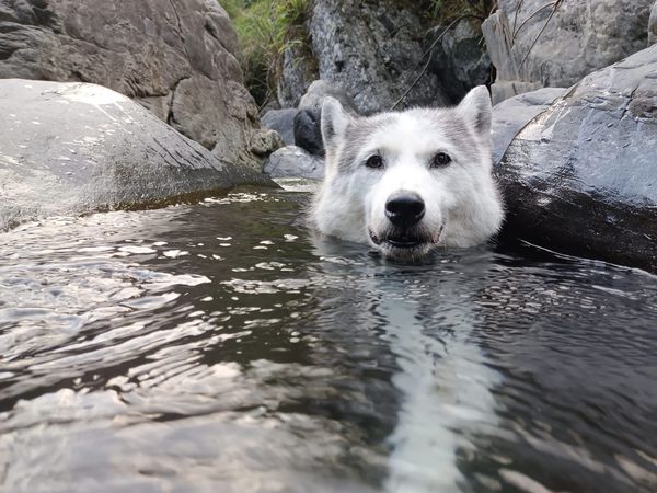 ▲15歲哈士奇到溪邊玩變「漂浮狗狗」　整隻泡進水不動了：好涼爽～。（圖／有點毛毛的／飼主王花花提供）