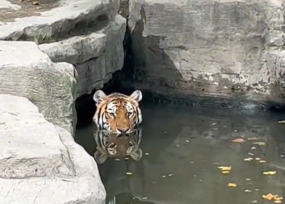 ▲動物園「老虎泡水裡」只露出一顆頭　眼神呆滯放空：想下班了...（圖／翻攝自微博）