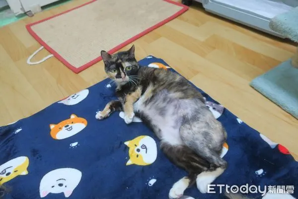 ▲▼幼貓「袞袞」骨盆腔因為之前的骨盆骨折而變得狹窄，這造成了排便困難和便秘的問題。             。（圖／記者戴上容翻攝）