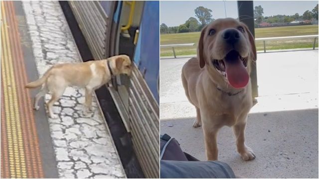 ▲▼澳洲狗狗搭火車。（圖／翻攝臉書）