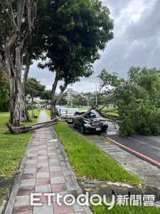 快訊／北市士林路樹倒塌！路邊汽車遭砸中...消防急出動