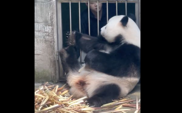 ▲北京動物園的大貓熊白天。（圖／翻攝微博）