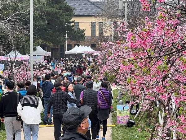 ▲市府2月舉辦新竹公園櫻花季活動，創下單日近4萬遊客到訪新紀錄。（圖／新竹市政府提供）