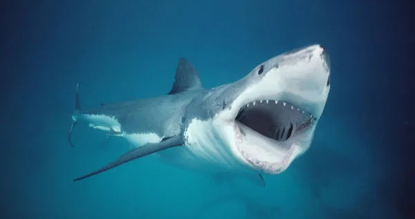 成年巨齒鯊體長約15公尺，稱霸1500萬年至360萬年前的海洋。（圖／達志／美聯社）
