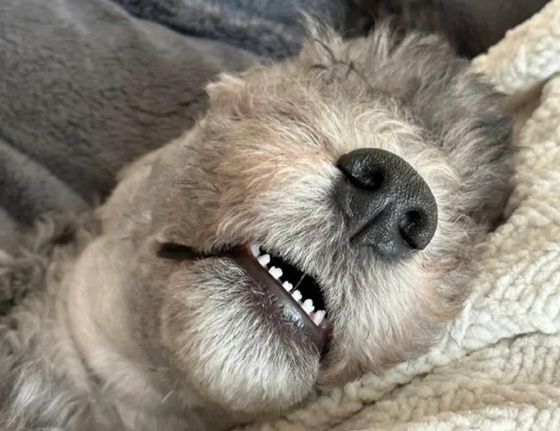 ▲主人趁小狗熟睡時觀察牠的牙齒，意外發現竟然是套形狀。（圖／翻攝自微博／摸魚藝術大賞）
