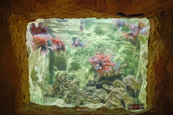 ▲▼全新改版2.0野柳海洋世界，是臺灣首座以海洋動物為主題的展覽館。（圖／小腹婆大世界提供）