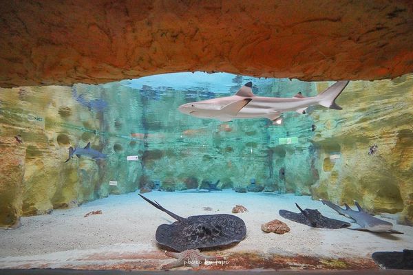 ▲▼全新改版2.0野柳海洋世界，是臺灣首座以海洋動物為主題的展覽館。（圖／小腹婆大世界提供）