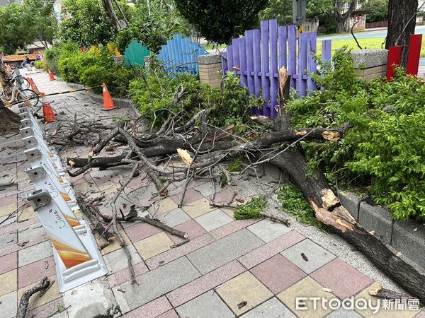 ▲▼婦人被路樹砸傷，現場樹枝佔滿人行道，介壽公園路樹被強風吹倒，砸毀2部汽車             。（圖／記者陳以昇翻攝）