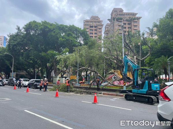 ▲▼婦人被路樹砸傷，現場樹枝佔滿人行道，介壽公園路樹被強風吹倒，砸毀2部汽車             。（圖／記者陳以昇翻攝）