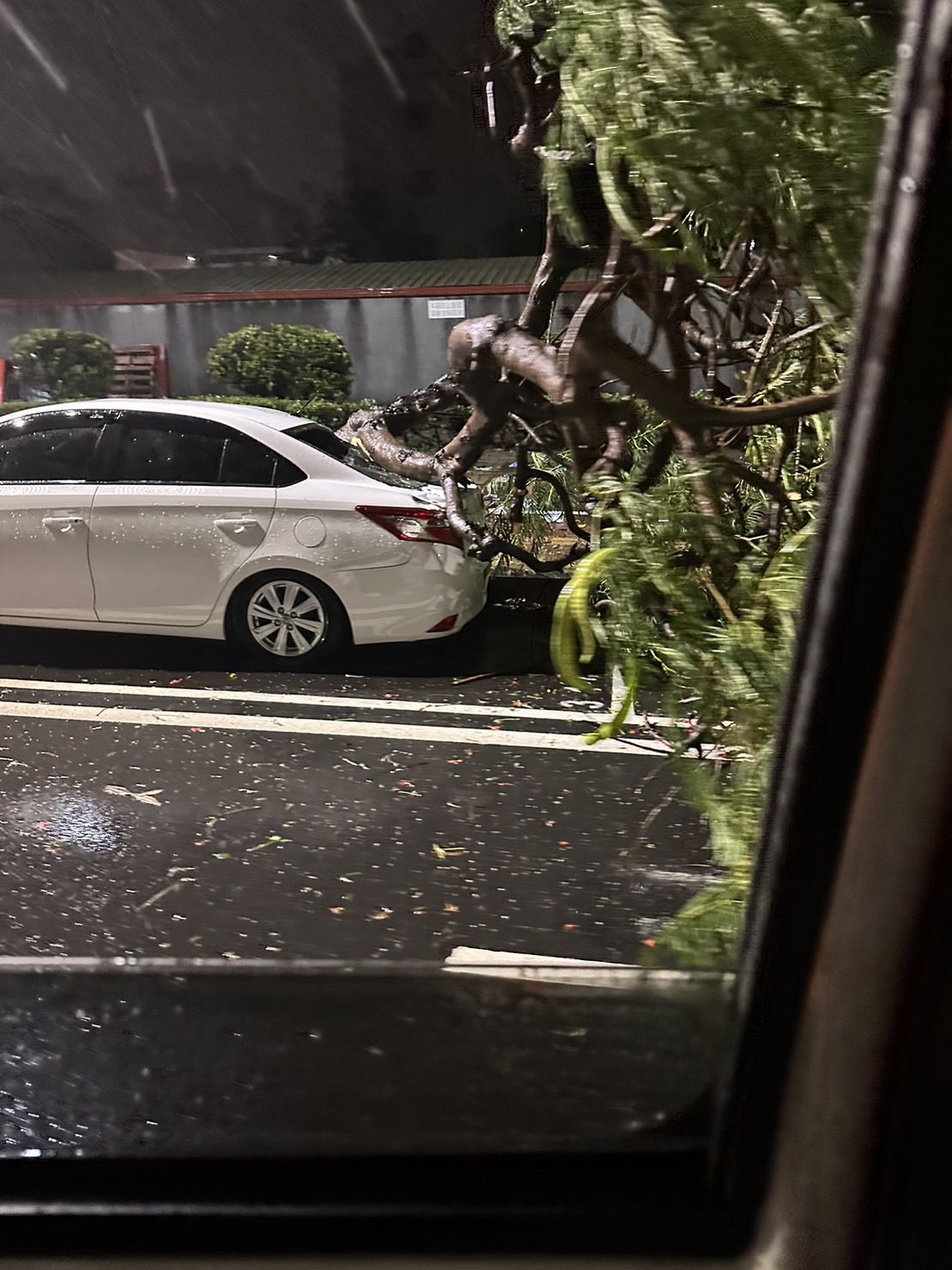 颱風杜蘇芮，台南路樹倒塌。（圖／翻攝自記者爆料網）