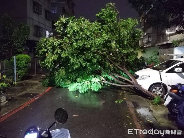 ▲▼鳳山區新富路一處路樹倒塌。（圖／翻攝自Facebook／高雄市議員李雅靜）