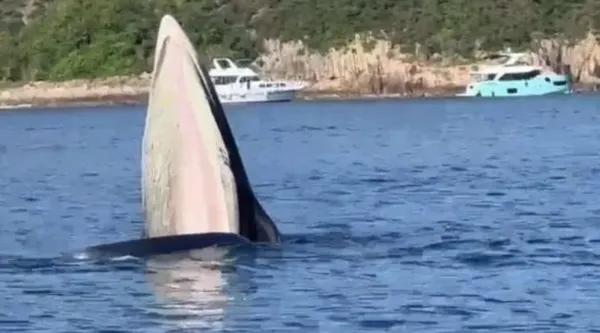 ▲香港海域罕見出現粉色布氏鯨，吸引部分民眾出海觀鯨。（圖／翻攝光明網）