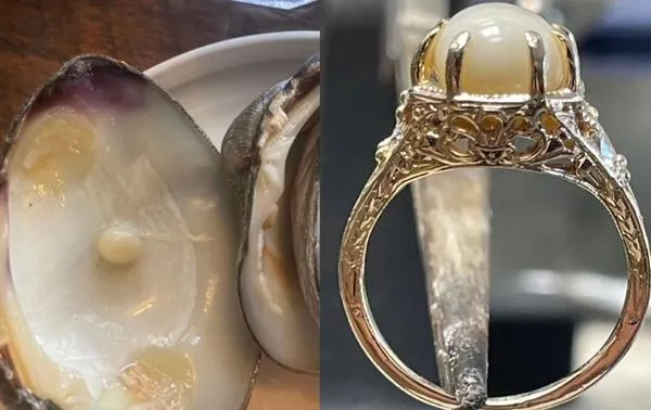 百萬分之一機率！女海鮮吃到「9.8mm珍珠」　被男友求婚做訂婚戒。（圖／翻攝自Instagram／bridgerestaurantri）