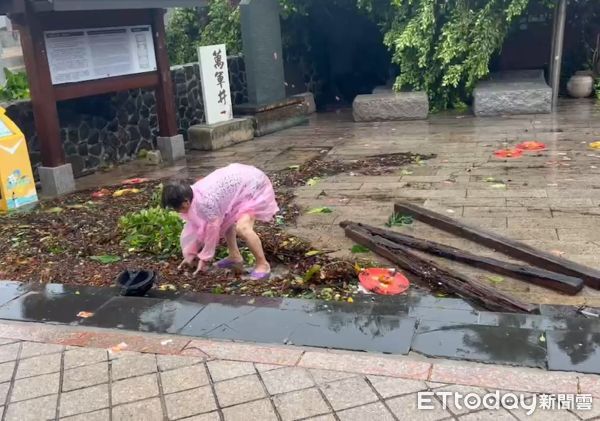 ▲▼澎湖天后宮老榕受杜蘇芮影響折斷倒地。（圖／記者陳洋翻攝）