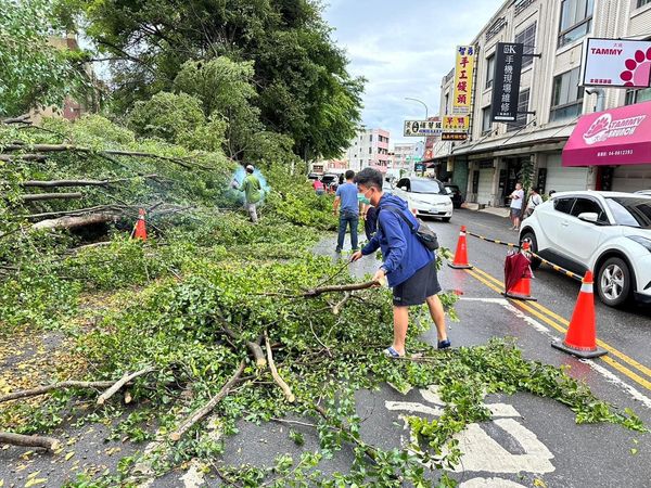 ▲彰化溪湖鎮國小前倒了6棵小葉欖仁樹。（圖／民眾提供）