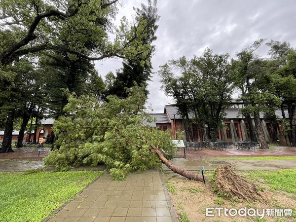 ▲杜蘇芮颱風來襲，國定古蹟五妃廟因金龜樹傾倒造成中脊壓樑毀損，雖未影響古蹟結構與風貌，文化局已經已經通報文資局，啟動緊急修復機制。（圖／記者林悅翻攝，下同）