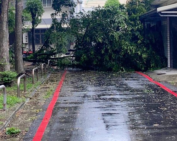 ▲彰化二林鎮有2棵樹砸中違停自小客。（圖／民眾提供）