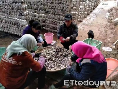 絲路經濟2/台商紮根甘肅縣城種菌菇 「反季節」模式年產400萬袋