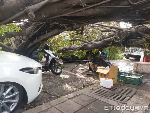 ▲高雄市今早無風雨，路樹倒塌壓傷2路人、砸毀4部汽機車。（圖／記者許宥孺翻攝）