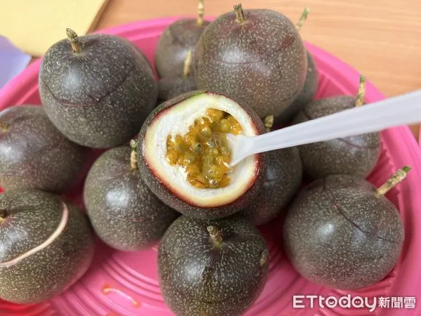 ▲台南農民克服冬天氣候與日照因素，成功研發唯一冬天不酸的百香果「都香3號」。（圖／記者楊惠琪攝）
