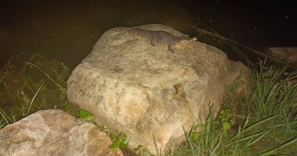 網友在凹子底公園內發現有鱷魚出沒。（圖／翻攝自臉書社團路上觀察學院）