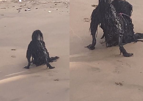 ▲▼沙灘上的不明黑色生物。（圖／翻攝自TikTok／@lost_ptyer）