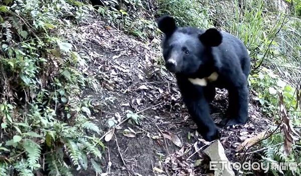 ▲▼ 鄒族與嘉義林管處齊心推動狩獵自主管理   。（圖／嘉義林務局提供）