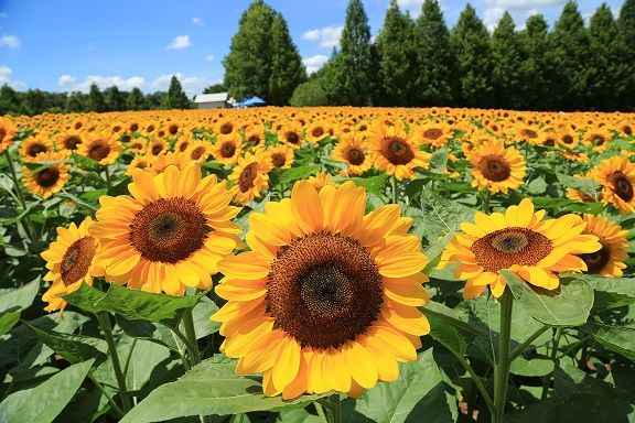 ▲▼廣島世羅高原農場向日葵花海。（圖／HIT廣島縣觀光聯盟）