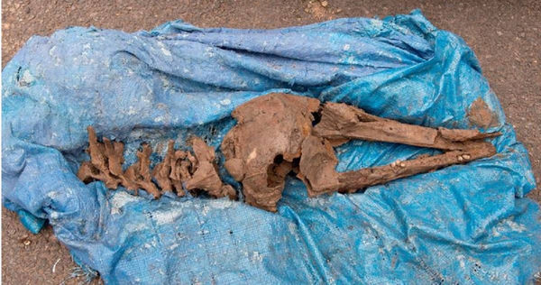 男子在自家院子發現8000年前的海豚遺骸。（圖／翻攝自推特）