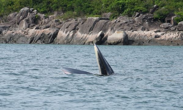 ▲▼香港西貢海域發現鯨魚蹤跡。（圖／翻攝香港漁護署）