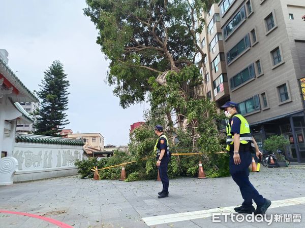 ▲▼金門金城市區中正國小前門有棵130年老榕樹倒塌。（圖／林名揚翻攝）