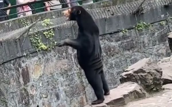 ▲杭州動物園一頭馬來熊被誤認為是工作人員扮的。（圖／翻攝光明網）