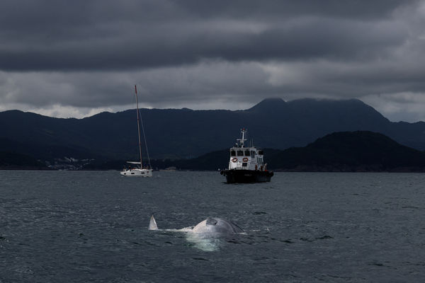 ▲▼香港西貢鯨魚「翻肚」身亡。（圖／路透社）