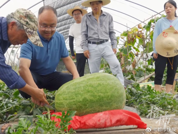 ▲▼杭州西瓜王滕雁鳴，今年種出39公斤的西瓜再次刷新紀錄。（圖／翻攝微博）