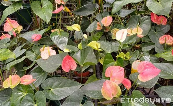 ▲火鶴花品種DNA圖譜比對             。（圖／高雄區農改場提供，下同）