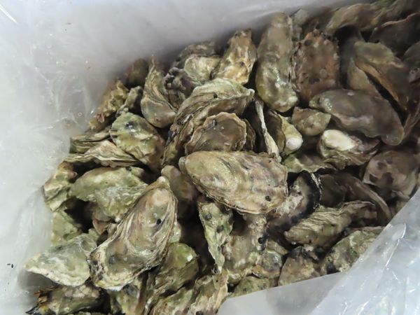 ▲▼加拿大出口「生蠔(CRASSOSTREA GIGAS)」檢出重金屬含量不符規定。（圖／食藥署提供）