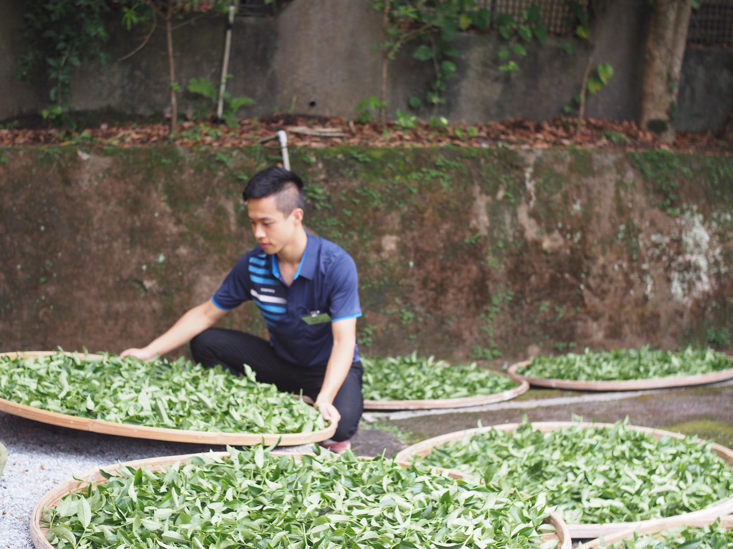 ▲新北文山茶區製茶技術競賽 石碇茶農張建國奪得特等獎。（圖／新北市農業局提供）