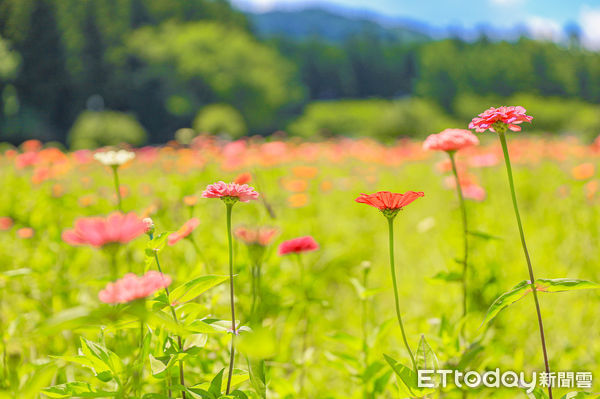 ▲▼福島豬苗代花草園。（圖／記者蔡玟君攝）